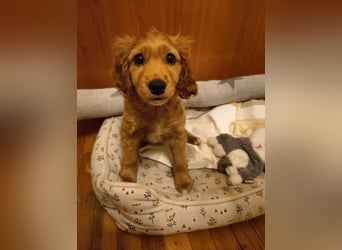 Goofy, kleiner Cocker Mix