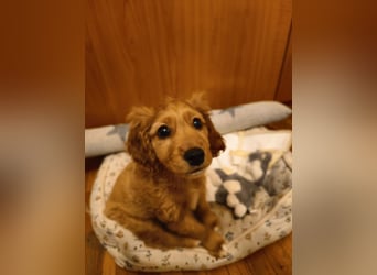 Goofy, kleiner Cocker Mix