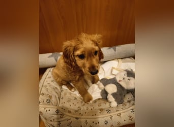 Goofy, kleiner Cocker Mix