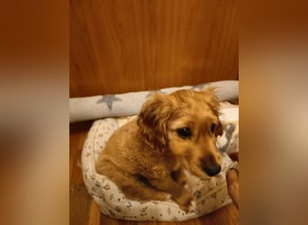 Goofy, kleiner Cocker Mix