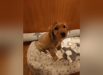 Goofy, kleiner Cocker Mix