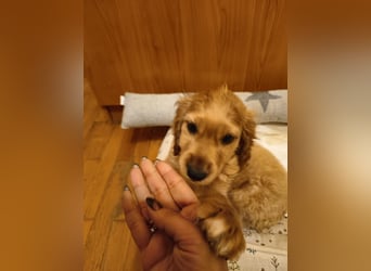 Goofy, kleiner Cocker Mix