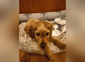 Goofy, kleiner Cocker Mix