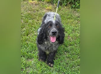 Der russische Spaniel Charli sucht zuhause!