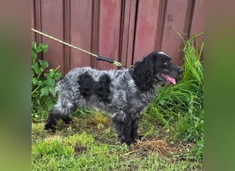 Der russische Spaniel Charli sucht zuhause!
