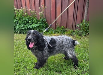Der russische Spaniel Charli sucht zuhause!