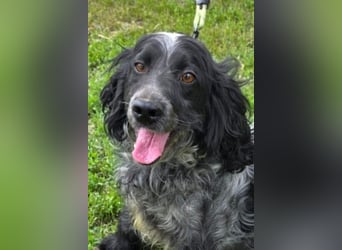 Der russische Spaniel Charli sucht zuhause!