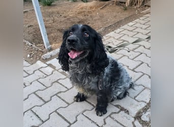 Der russische Spaniel Charli sucht zuhause!