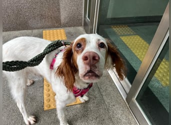 Lana muntere, verschmuste Hündin,sucht ihre Menschen