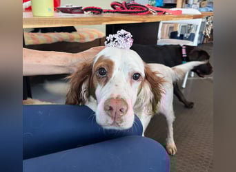 Lana muntere, verschmuste Hündin,sucht ihre Menschen