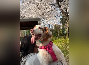 Lana muntere, verschmuste Hündin,sucht ihre Menschen