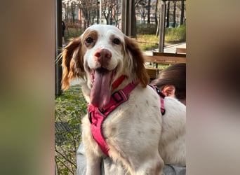 Lana muntere, verschmuste Hündin,sucht ihre Menschen