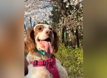 Lana muntere, verschmuste Hündin,sucht ihre Menschen