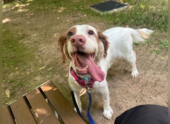 Lana muntere, verschmuste Hündin,sucht ihre Menschen