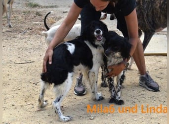 Mila6 geb. 12/2019 (ESP) - soziale Hundepartnerin, einfach zum Verlieben!