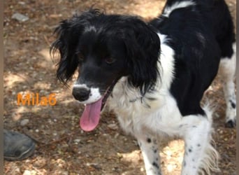 Mila6 geb. 12/2019 (ESP) - soziale Hundepartnerin, einfach zum Verlieben!