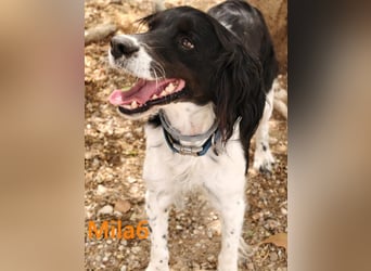 Mila6 geb. 12/2019 (ESP) - soziale Hundepartnerin, einfach zum Verlieben!