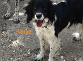Mila6 geb. 12/2019 (ESP) - soziale Hundepartnerin, einfach zum Verlieben!