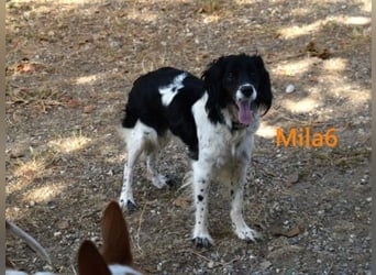 Mila6 geb. 12/2019 (ESP) - soziale Hundepartnerin, einfach zum Verlieben!