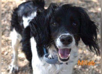 Mila6 geb. 12/2019 (ESP) - soziale Hundepartnerin, einfach zum Verlieben!