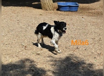 Mila6 geb. 12/2019 (ESP) - soziale Hundepartnerin, einfach zum Verlieben!