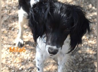 Mila6 geb. 12/2019 (ESP) - soziale Hundepartnerin, einfach zum Verlieben!