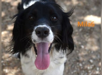 Mila6 geb. 12/2019 (ESP) - soziale Hundepartnerin, einfach zum Verlieben!