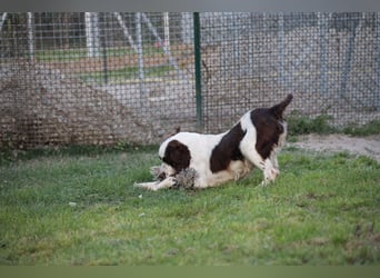 Ulk - Suche Familie, biete bedingungslose Liebe