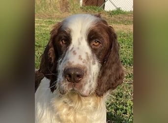 Unkas - Suche Familie, biete bedingungslose Liebe