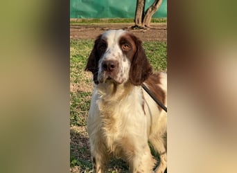 Unkas - Suche Familie, biete bedingungslose Liebe