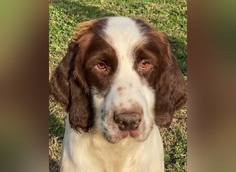 Ulk - Suche Familie, biete bedingungslose Liebe