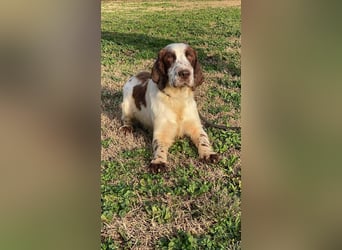 Unkas - Suche Familie, biete bedingungslose Liebe