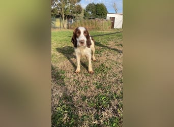 Ulk - Suche Familie, biete bedingungslose Liebe