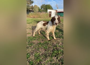 Unkas - Suche Familie, biete bedingungslose Liebe