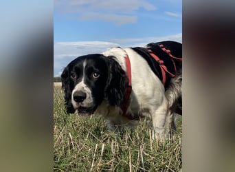 Brando - Sanftmut auf vier Pfoten