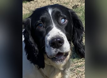 Brando - Sanftmut auf vier Pfoten