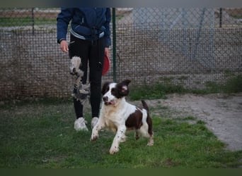 Ulk - Suche Familie, biete bedingungslose Liebe