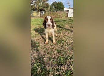 Ulk - Suche Familie, biete bedingungslose Liebe