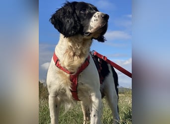 Brando - Sanftmut auf vier Pfoten