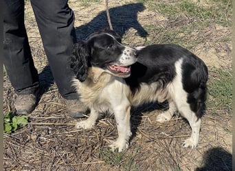 Brando - Sanftmut auf vier Pfoten