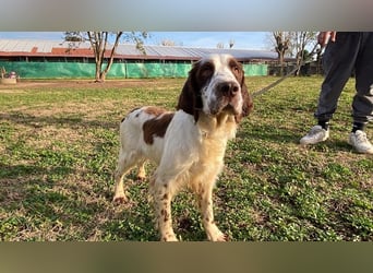 Unkas - Suche Familie, biete bedingungslose Liebe