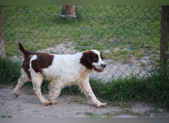 Ulk - Suche Familie, biete bedingungslose Liebe