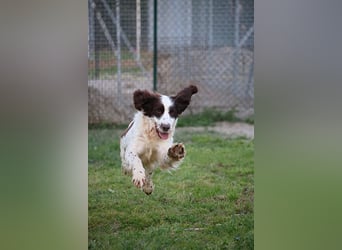 Ulk - Suche Familie, biete bedingungslose Liebe