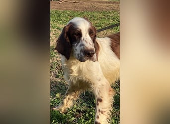 Unkas - Suche Familie, biete bedingungslose Liebe