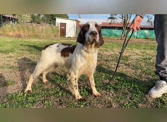 Unkas - Suche Familie, biete bedingungslose Liebe