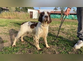 Unkas - Suche Familie, biete bedingungslose Liebe