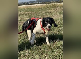 Brando - Sanftmut auf vier Pfoten