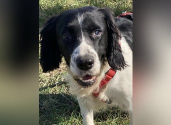 Brando - Sanftmut auf vier Pfoten