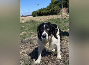 Brando - Sanftmut auf vier Pfoten