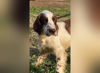 Unkas - Suche Familie, biete bedingungslose Liebe